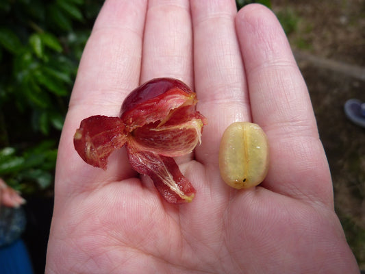 Person holding a coffee bean
