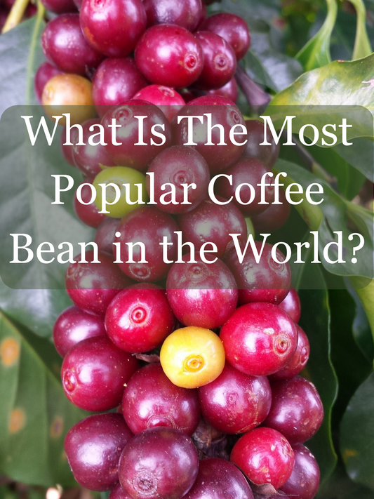 What Is The Most Popular Coffee Bean in the World?